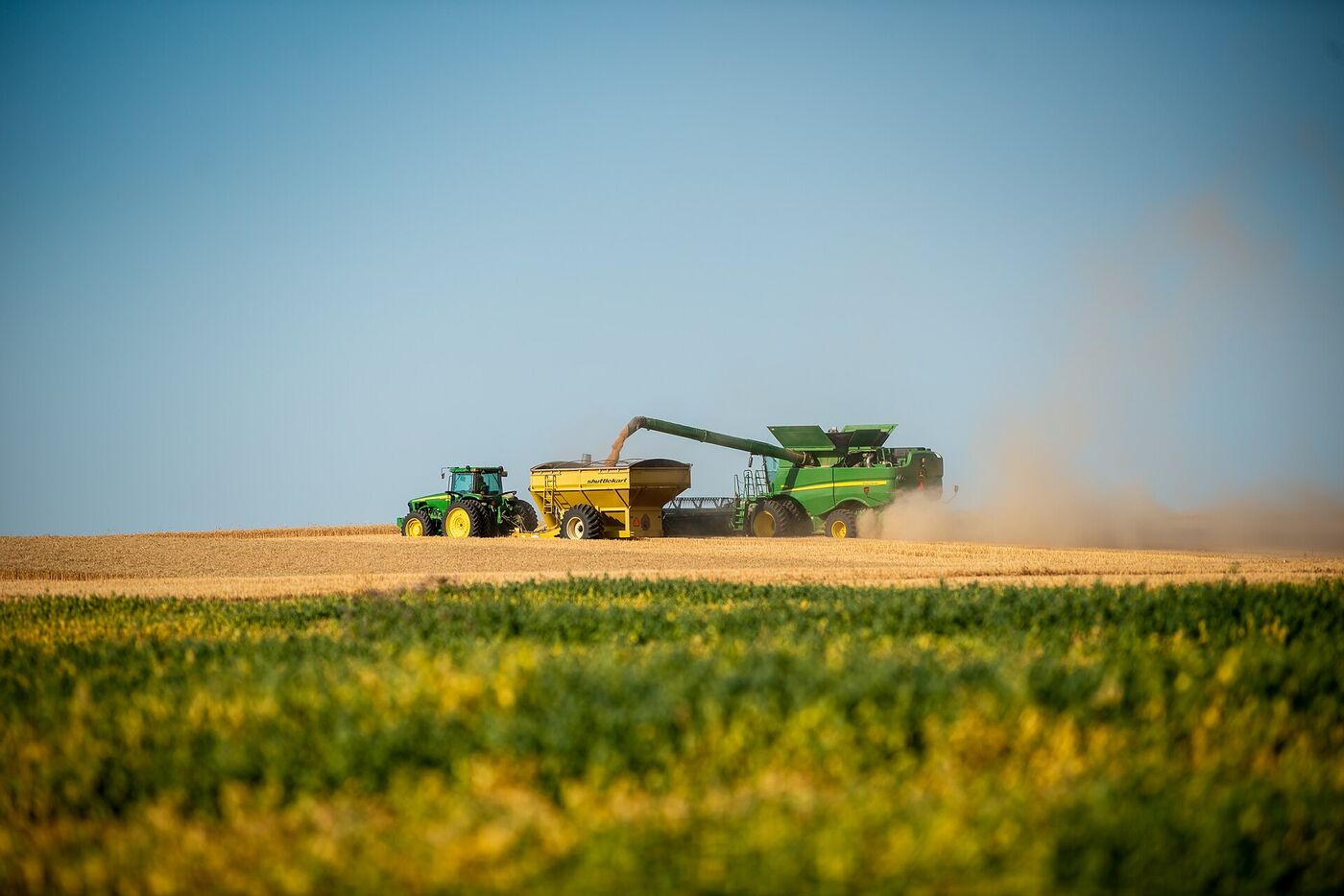 Green combine harvester unloading wheat into a grain cart pulled by a tractor